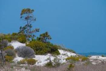 Things To Do https://collinsvacationrentals.icnd-cdn.com/images/thingstodo/st-george-island-state-park-hiking-trails.jpg